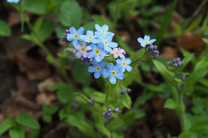 what-is-the-state-flower-of-alaska-worldatlas