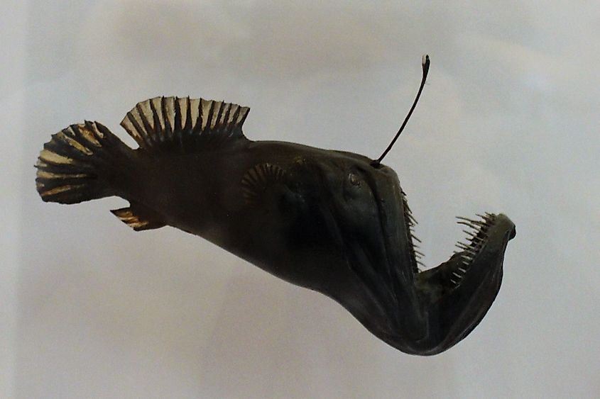 Model of a humpback anglerfish (Melanocetus johnsonii) displayed at the Natural History Museum in London