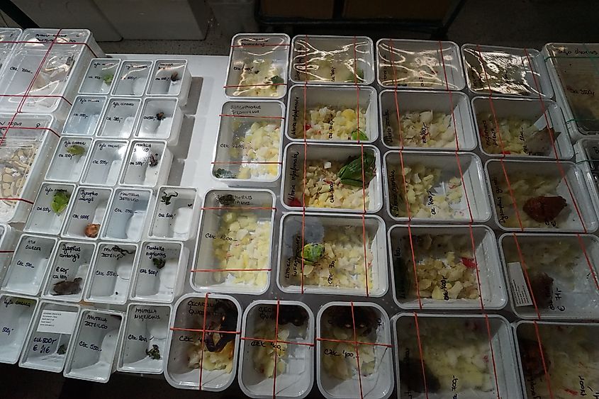 The illegal wildlife trade in frogs is a major threat to the poison dart frogs