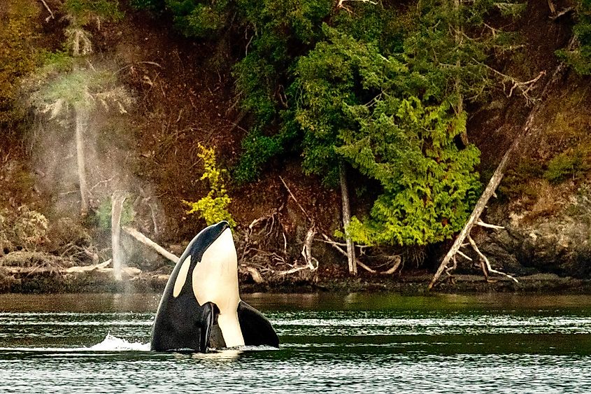 An orca spotted near the San Juan Islands.