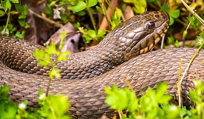 Northern Mole Kingsnake head in the grass