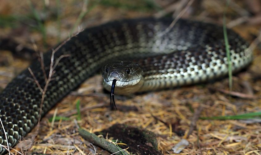 An Eastern tiger snake.