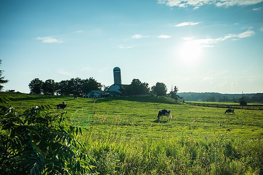 Cow Farm in Inverness, Quebec.
