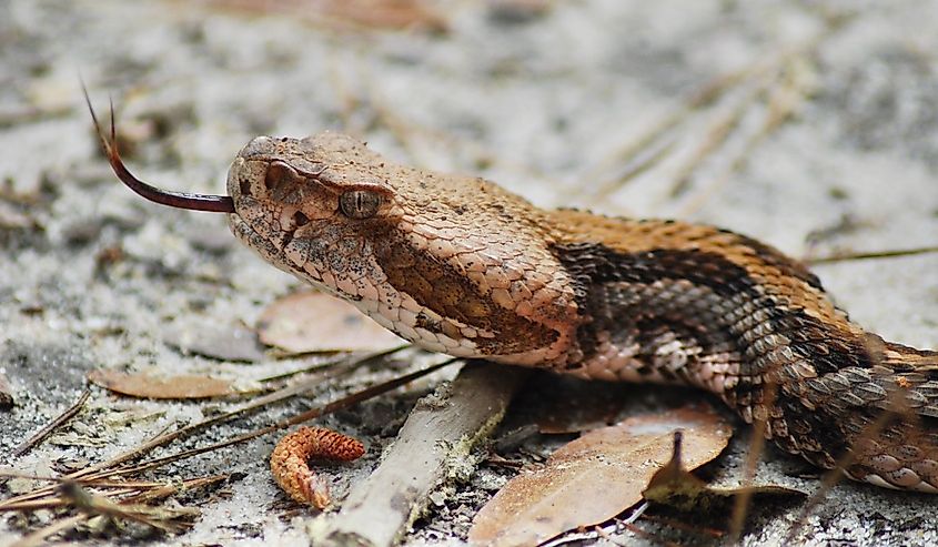 An adult female Timber Rattlesnake crossing the path of many college students touring the remarkable Tom Yawkey Wildlife Center in Georgetown, South Carolina