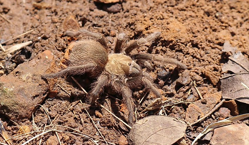 Texas Brown Tarantula Spider Aphonopelma hentzi