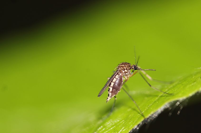 Mosquito resting on a leaf.