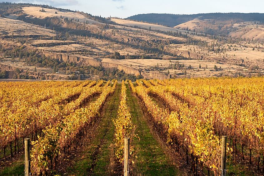 A vineyard in Mosier, Oregon.