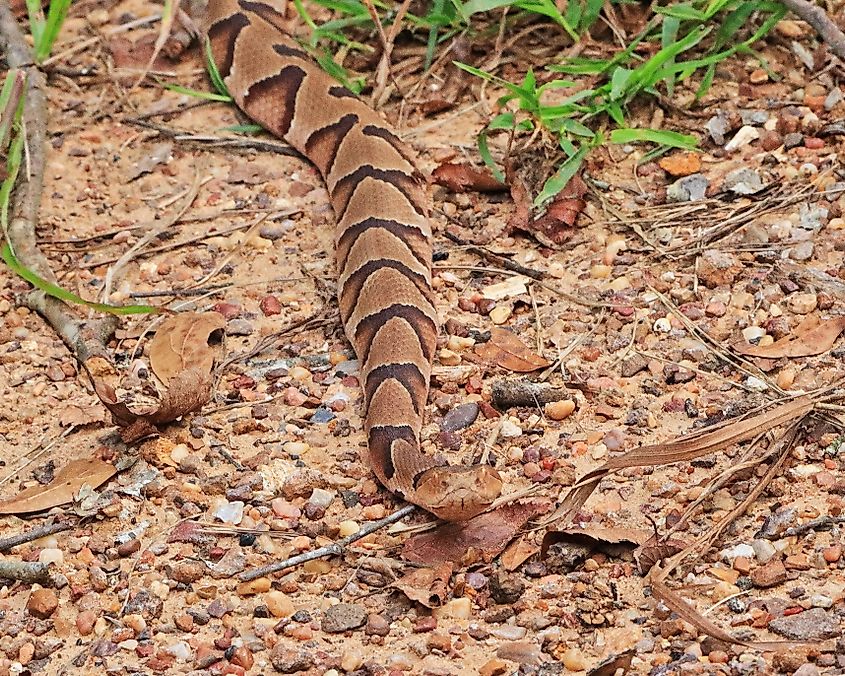 A copperhead snake on the move.