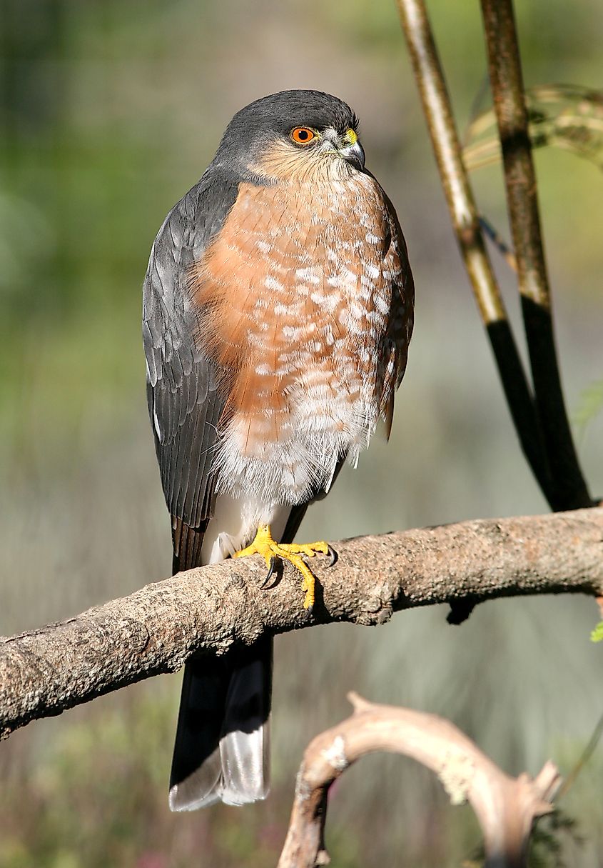 Sharp-shinned hawk. In Wikipedia. https://en.wikipedia.org/wiki/Sharp-shinned_hawk By ALAN SCHMIERER from near Patagonia, AZ, USA - 216 - SHARP-SHINNED HAWK (11-30-08) canet rd, slo, ca (1), CC0, https://commons.wikimedia.org/w/index.php?curid=49149910