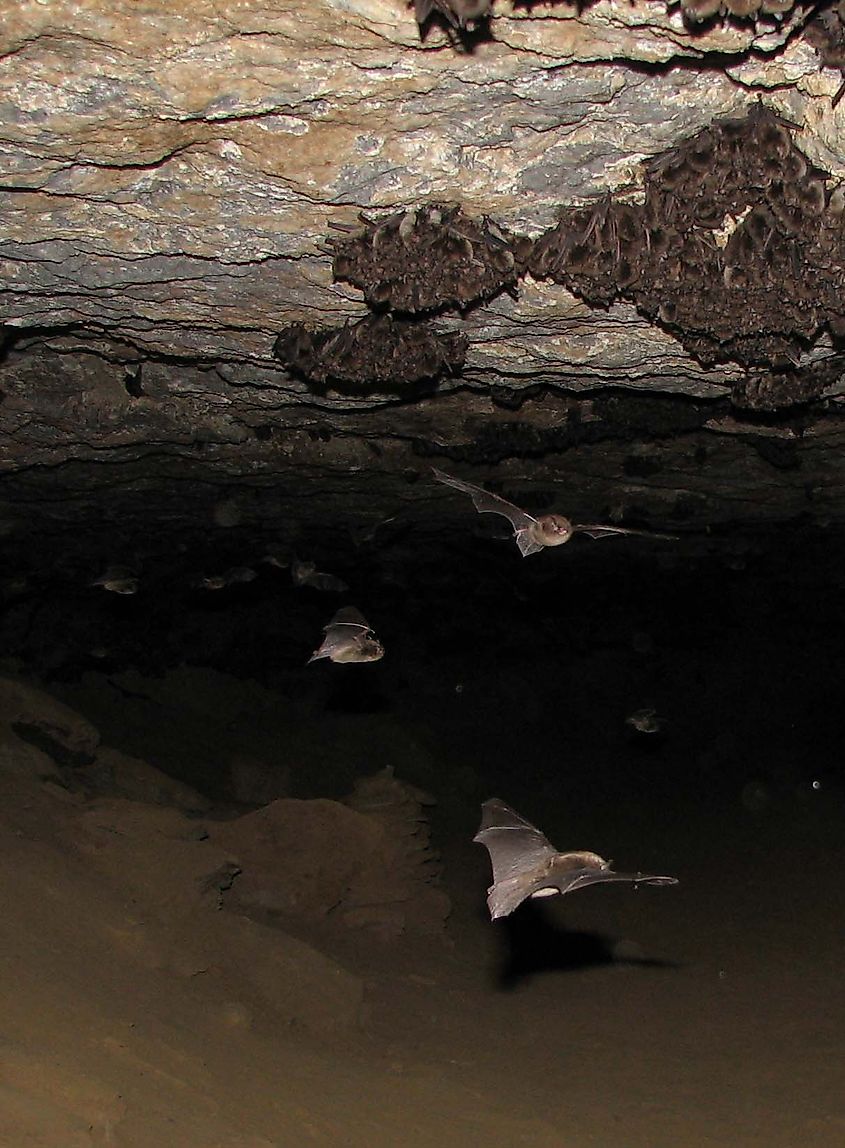 Indiana bat. In Wikipedia. https://en.wikipedia.org/wiki/Indiana_bat By USFWSmidwest - Flickr: Indiana Bats (Myotis sodalis), Public Domain, https://commons.wikimedia.org/w/index.php?curid=26306828