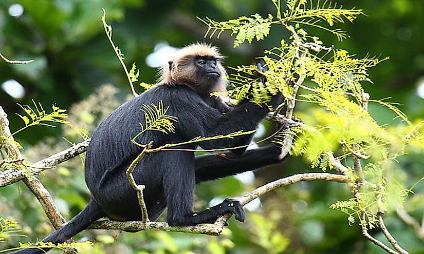 what-animals-live-in-india-worldatlas