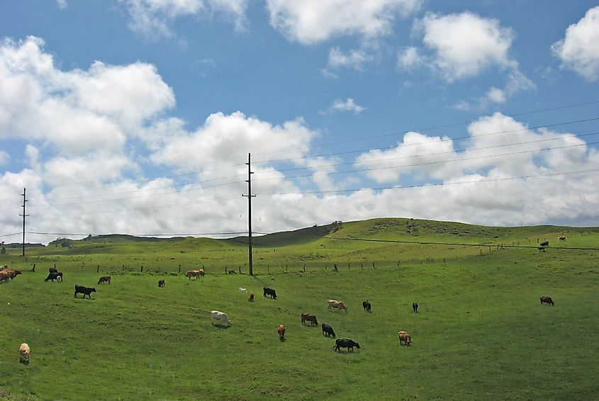Cattle pastures outside Waimea, Hawaii.
