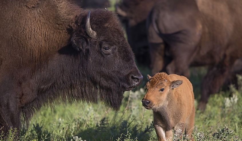 American bison cow with calf; Maxwell Wildlife Refuge, Kansas