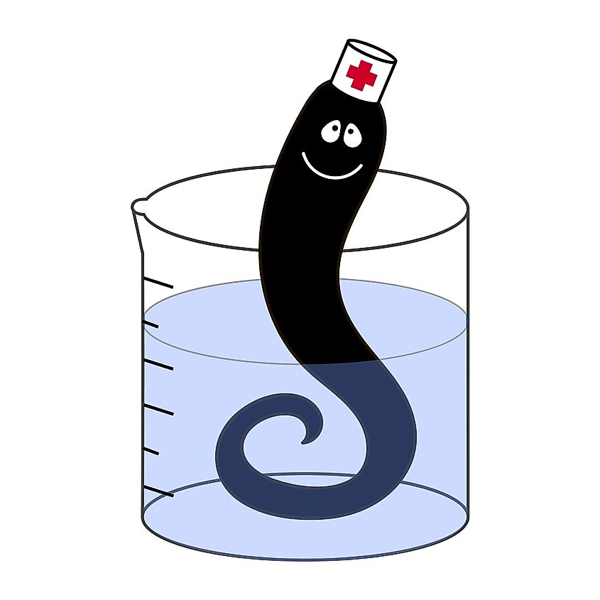 Illustration of a leech in medical outfit