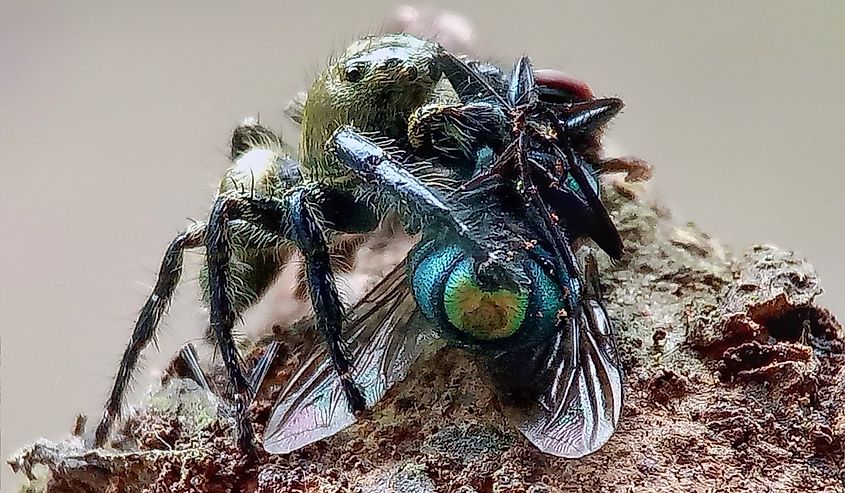 Phidippus audax, the bold jumper or bold jumping spider, is a common species of spider belonging to the genus Phidippus.