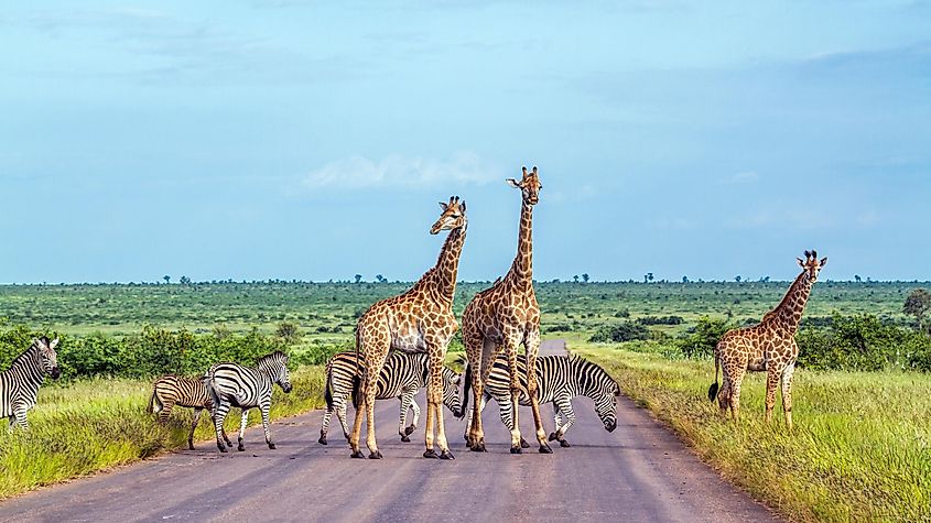 Giraffe and plains zebra in Kruger national park, South Africa