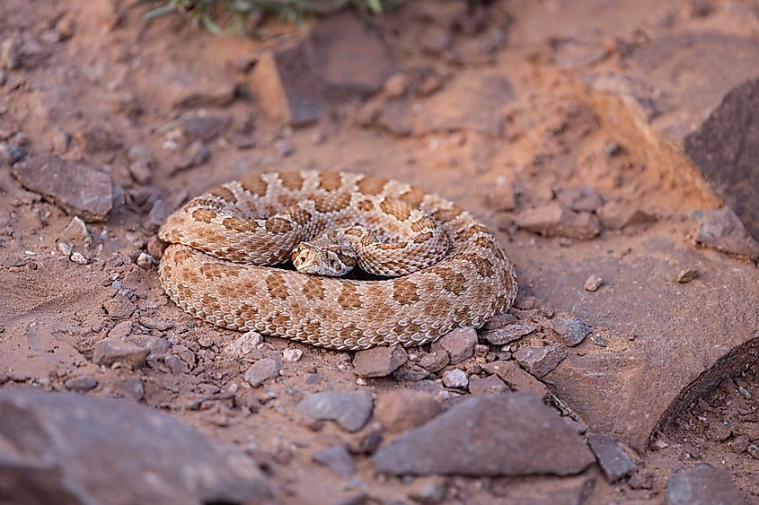 A midget faded rattlesnake coiled on the rocky ground