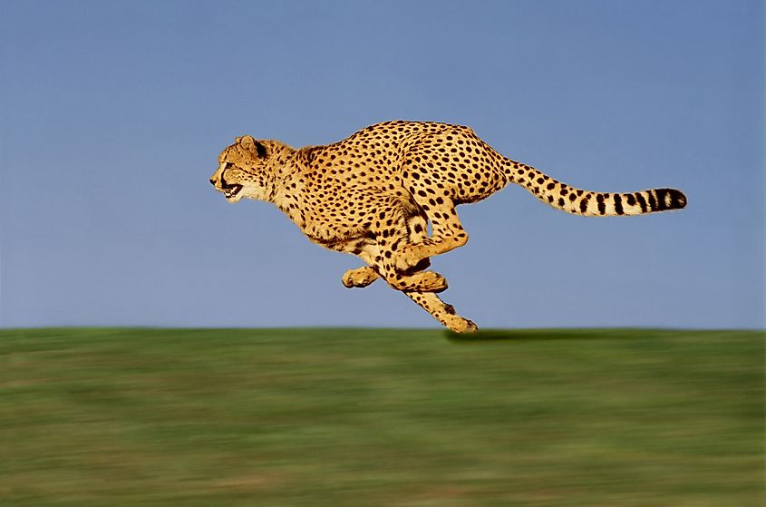 An adult cheetah running.