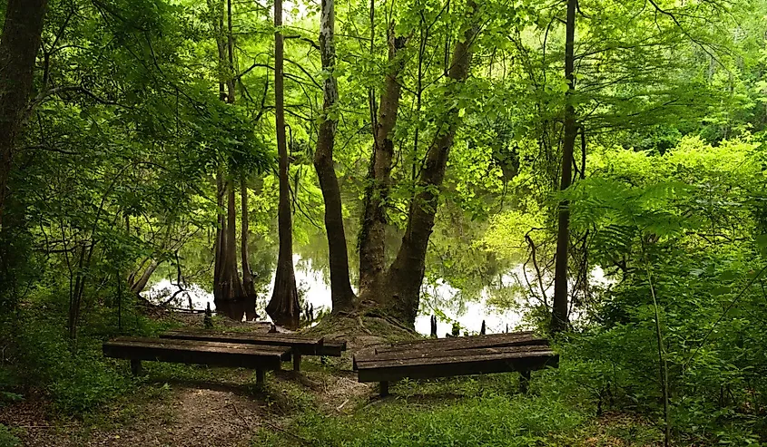 An amphitheater off of a hiking trail next to the river at Lumber River State Park.