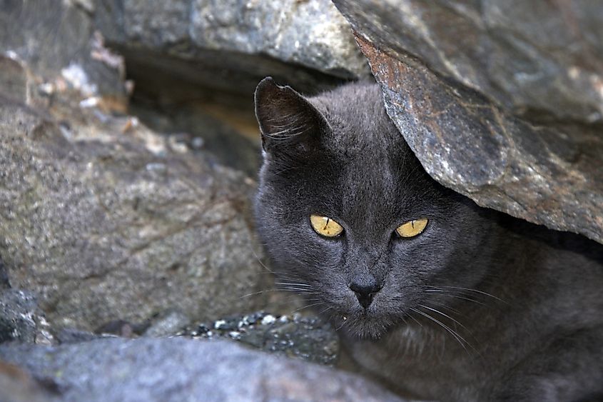 Black feral cat sheltered by a rock ledge in a forest