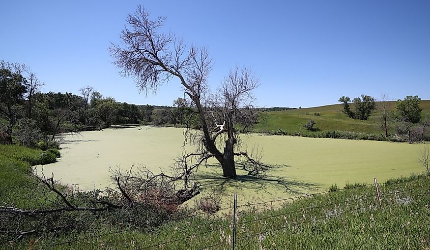 View of a pond in the Schnell Recreation Area