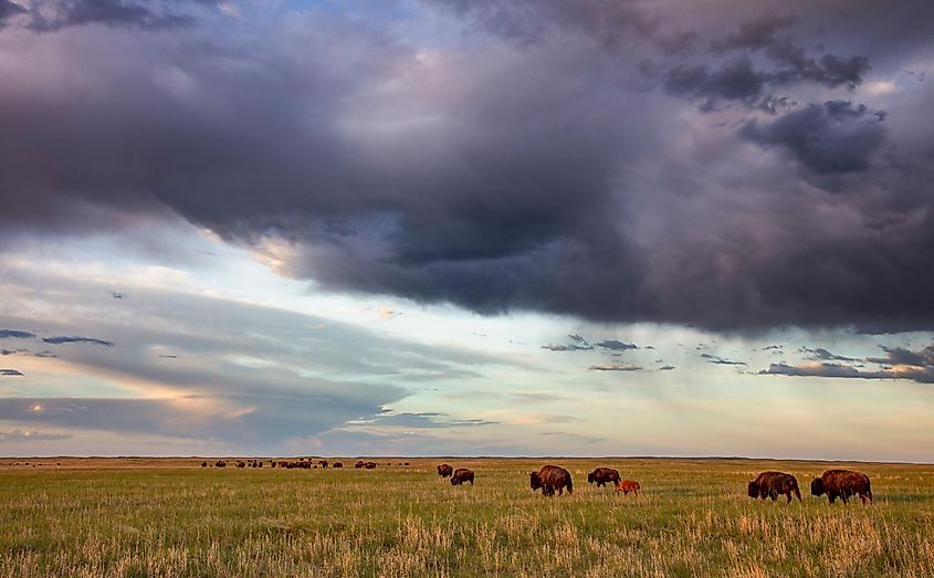 Bison herd with calves at sunrise at Fort Niobrara National Wildlife Refuge in Valentine, Nebraska, USA.