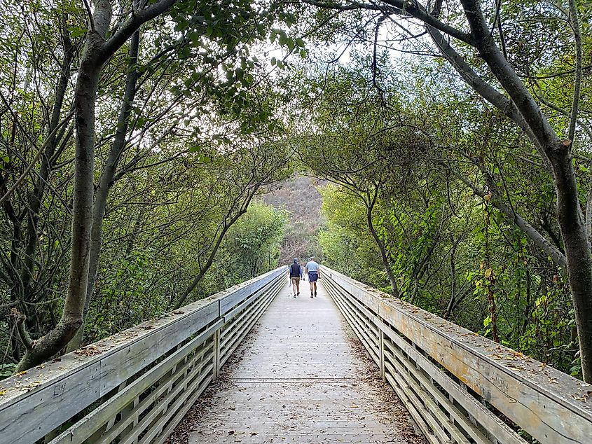 Two older men walking a boardwalk bridge in the middle of a green forest. 