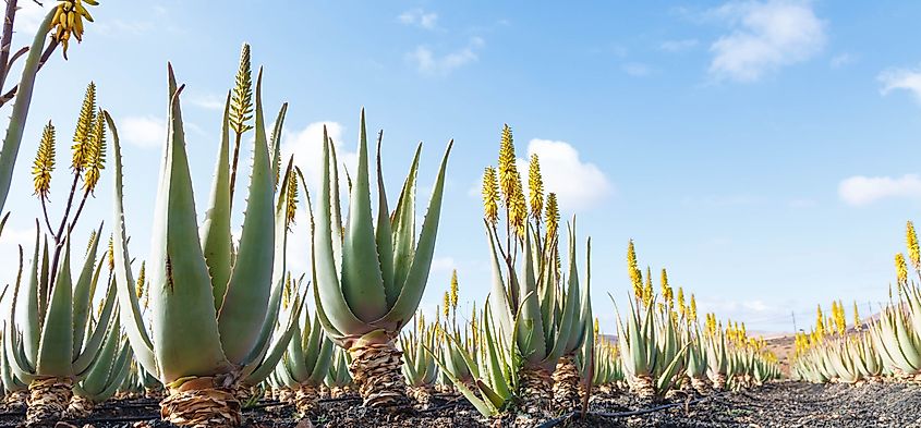 An Aloe Vera plantation