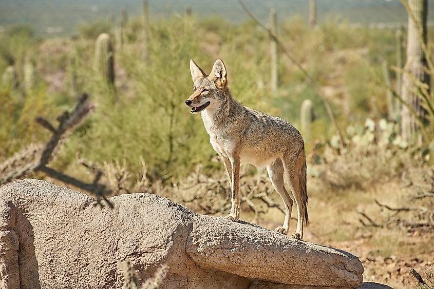 A coyote in the Sonoran Desert.