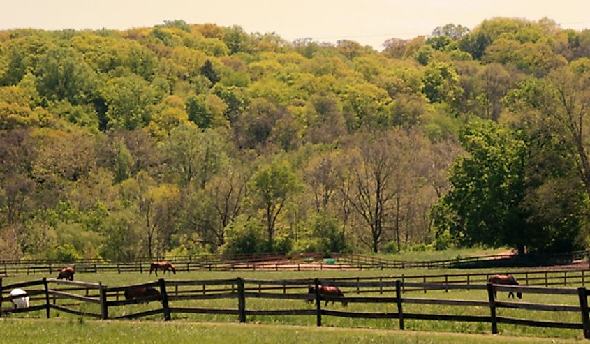 Horses in Pepper Pike, Ohio.