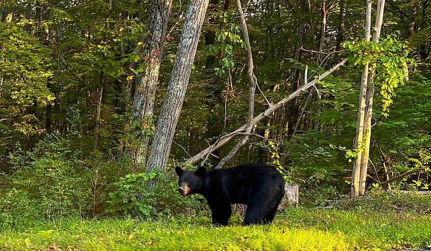Black bear in Blairstown, New Jersey.