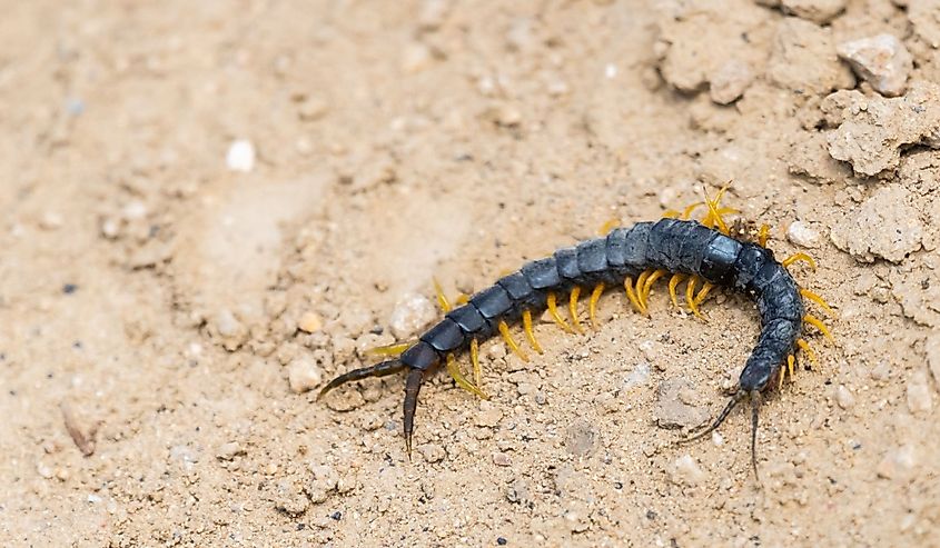 Common Desert Centipede or Scolopendra Polymorpha