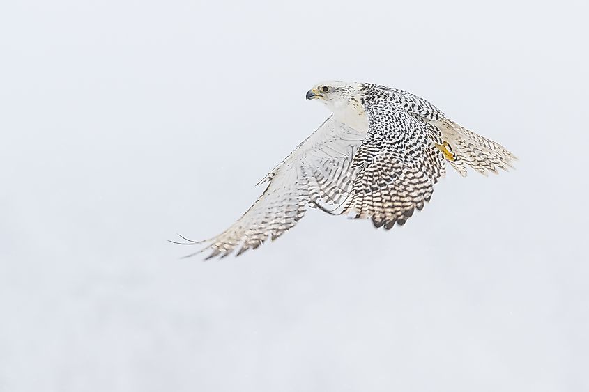 The gyrfalcon (Falco rusticolus), the largest of the falcon species, is a bird of prey flying in a winter snowy landscape. The abbreviation gyr is also used.