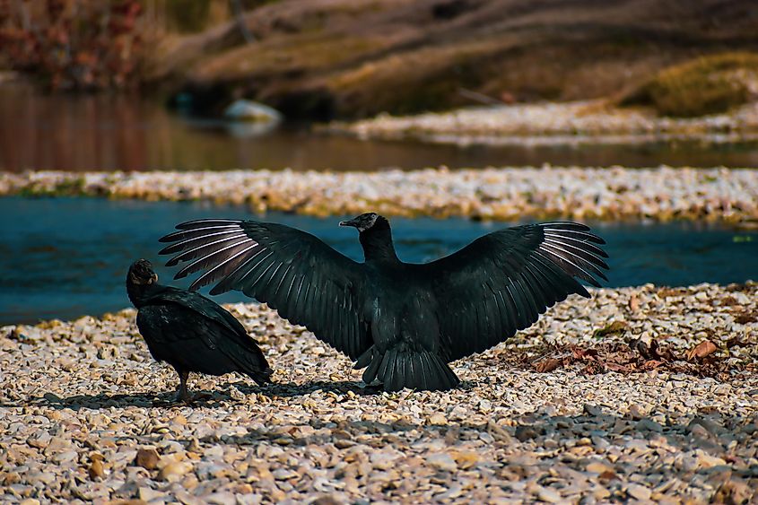 Turkey buzzards around Pace Park in Salado, Texas