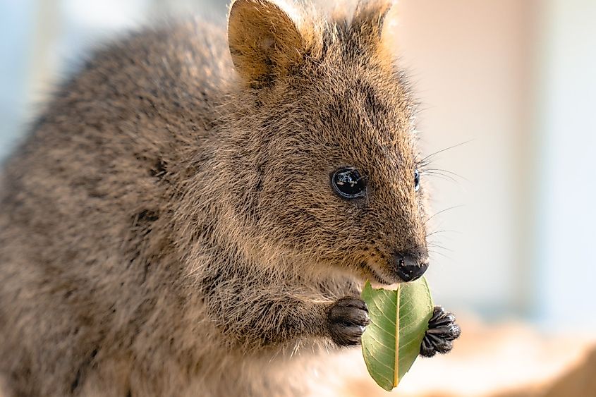 A quokka holding a green leaf in its paws on sandy terrain in Australia.
