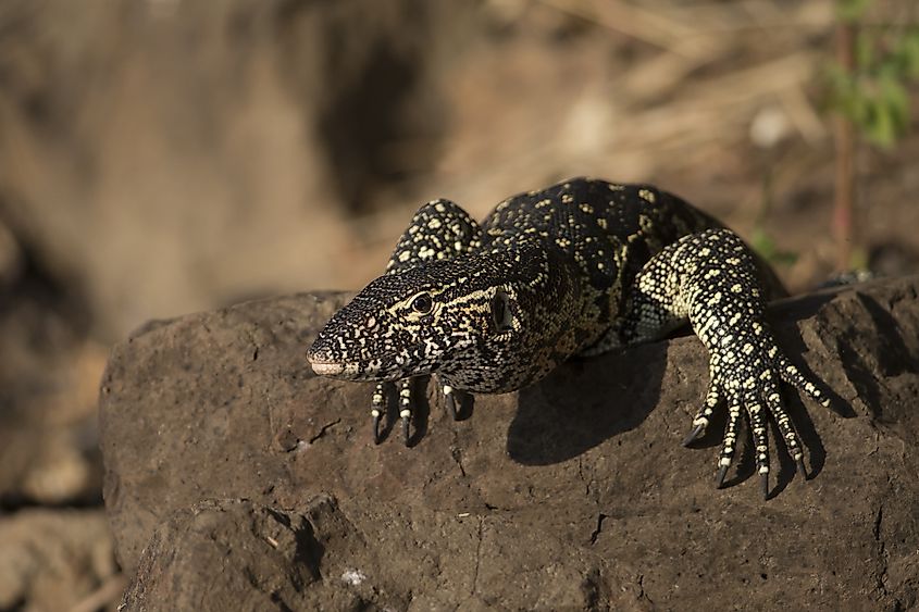 Nile monitor lizard on the banks of Botswana's Chobe River in early evening. Via Shutterstock / Dennis W Donohue.