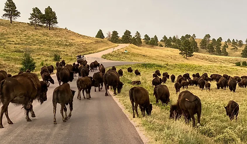 Herd of buffalo jamming up the road in Custer State Park.
