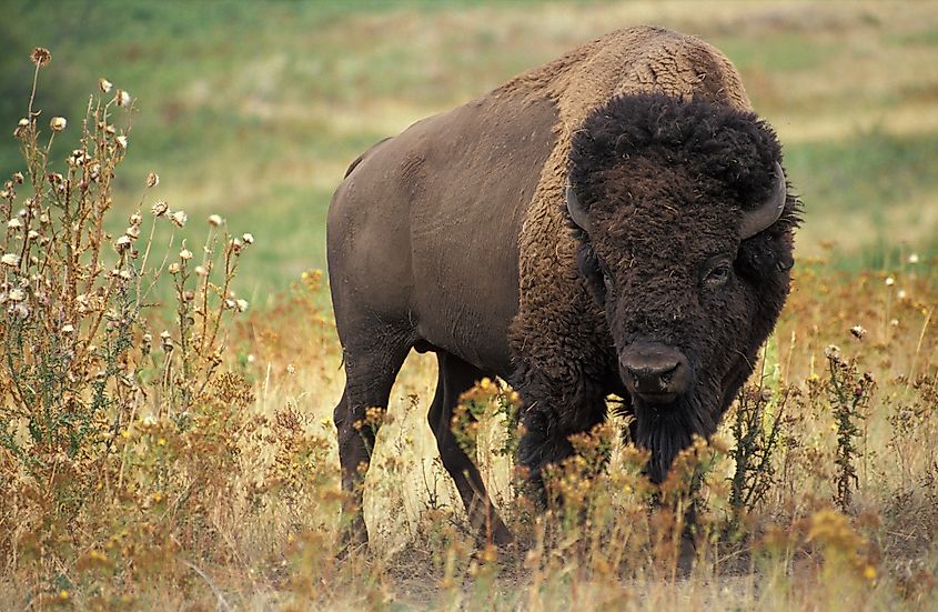 Bison. In Wikipedia. https://en.wikipedia.org/wiki/Bison By Jack Dykinga - This image was released by the Agricultural Research Service, the research agency of the United States Department of Agriculture, with the ID K5680-1 (next)., Public Domain, https://commons.wikimedia.org/w/index.php?curid=343547