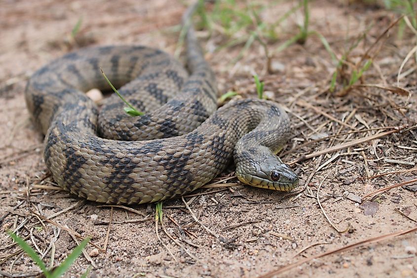The diamondback water snake scares off potential predators by imitating the patterns of a rattlesnake.