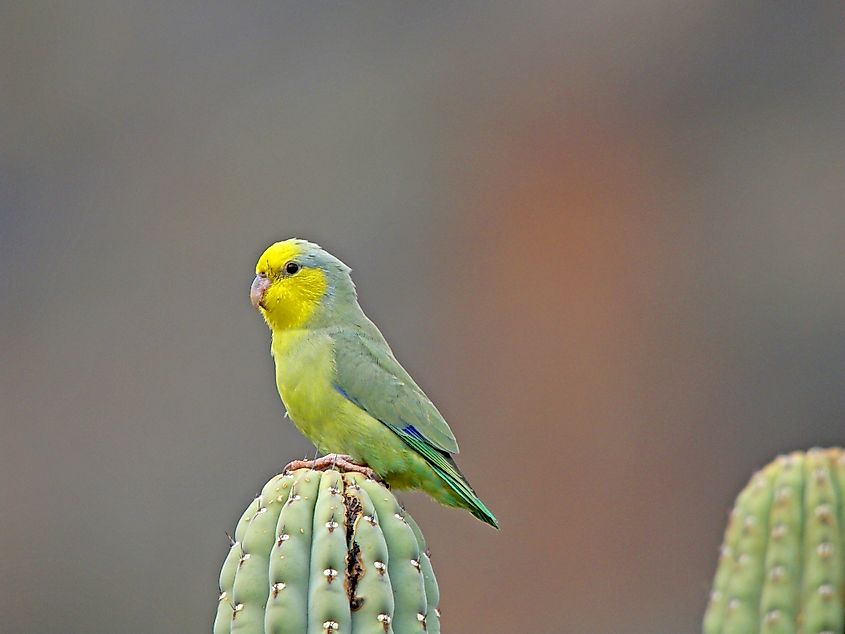 Yellow-faced Parrotlet (Forpus xanthops) perched on top of a cactus.