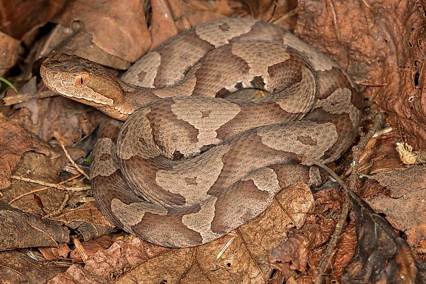 A venomous Northern copperhead snake in leaf litter on the forest floor.