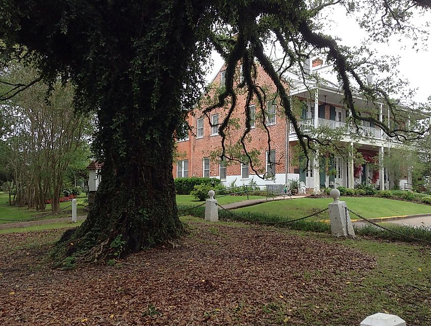 Evangeline Oak, St. Martinville, Louisiana.