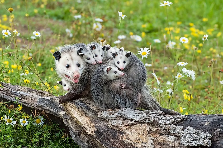 Opossum mother with her babies riding on her back.