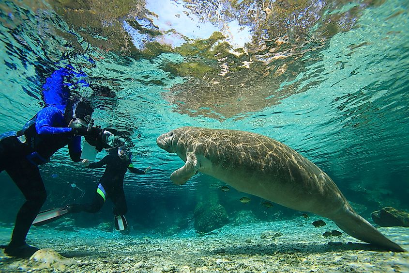 Manatees , Crystal River , Florida