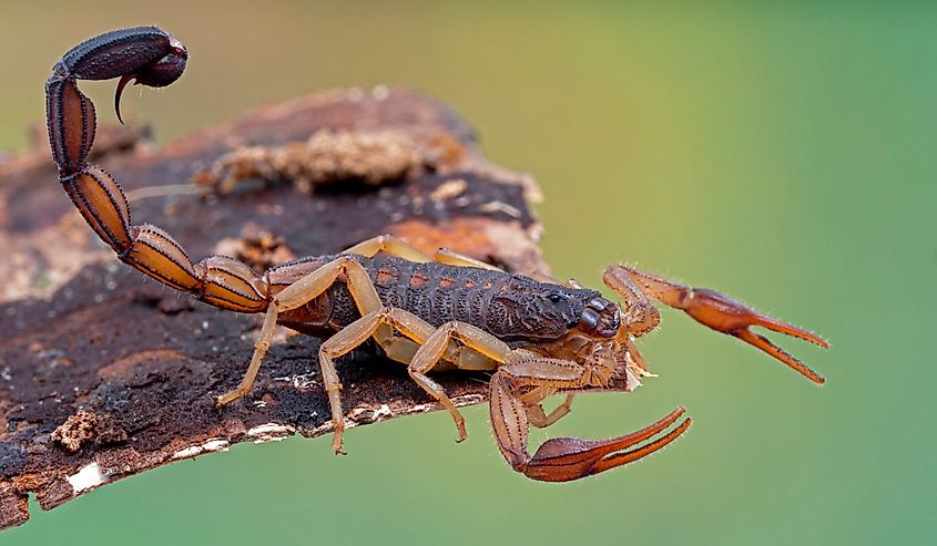 Central American bark Scorpion, Centruroides margaritatus, on bark.