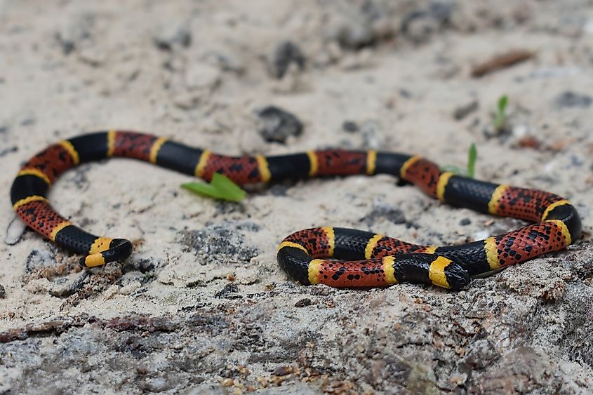 The Texas coral snake.