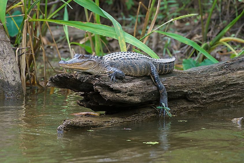 An American alligator in Honey Island Swamp, Louisiana