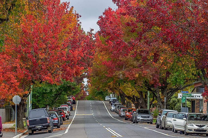 Beautiful street view in Blackheath during fall