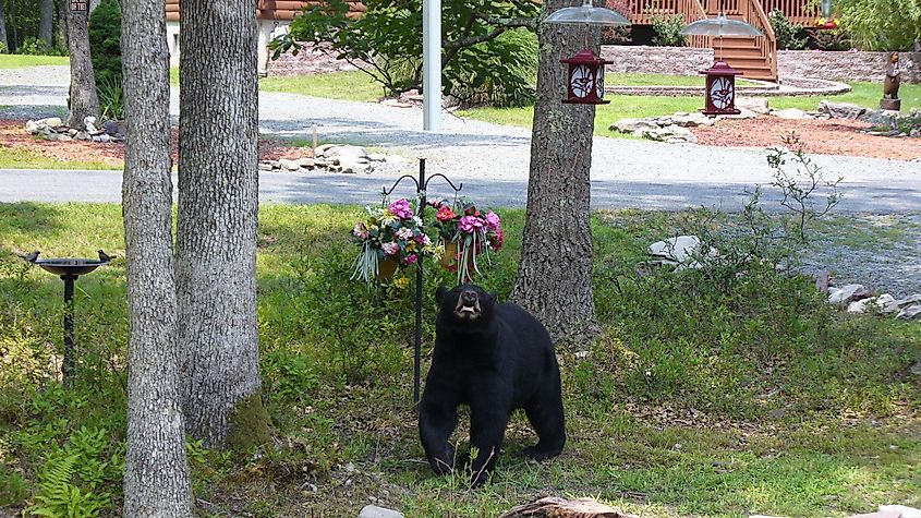 A wild black bear in Hawley, Pennsylvania.