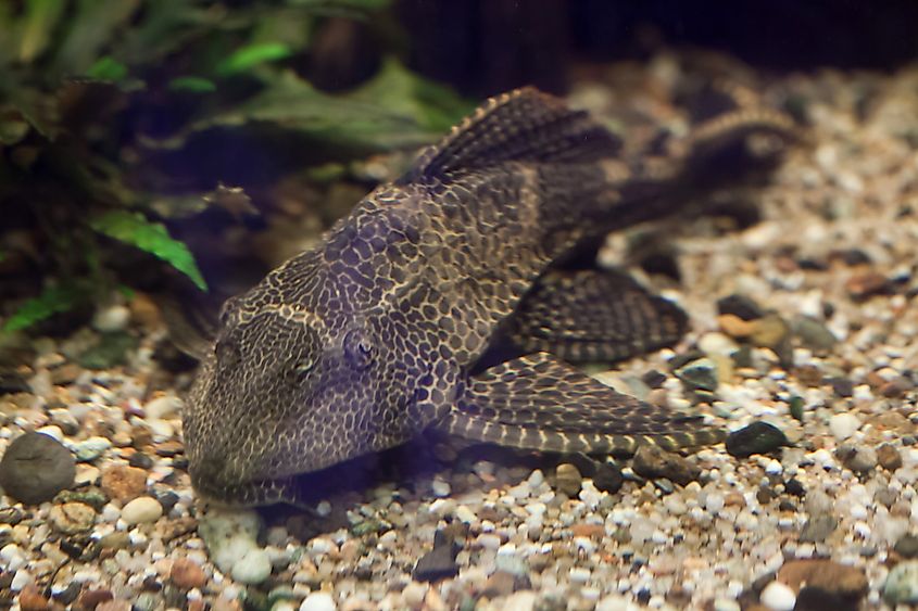 A sailfin catfish in the water.